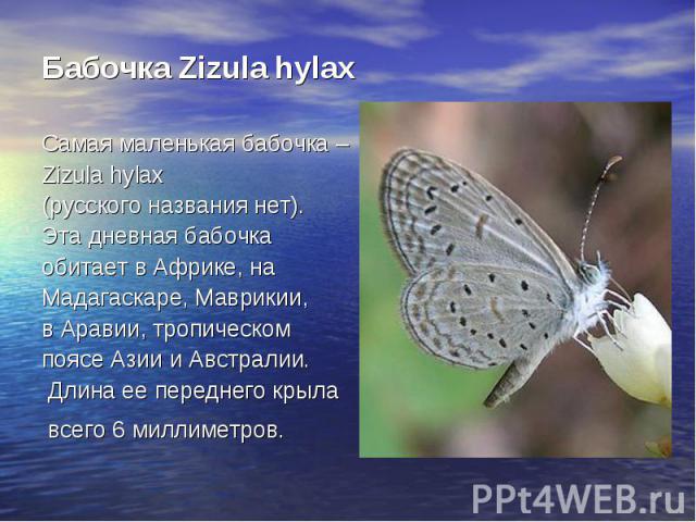 Бабочка Zizula hylaxСамая маленькая бабочка – Zizula hylax (русского названия нет). Эта дневная бабочка обитает в Африке, на Мадагаскаре, Маврикии, в Аравии, тропическом поясе Азии и Австралии. Длина ее переднего крыла всего 6 миллиметров.
