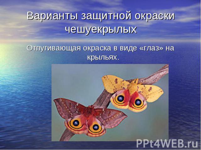 Варианты защитной окраски чешуекрылых Отпугивающая окраска в виде «глаз» на крыльях.