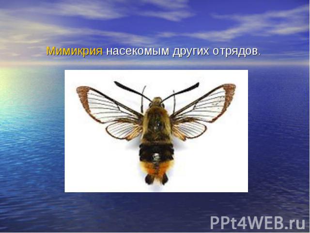 Мимикрия насекомым других отрядов.