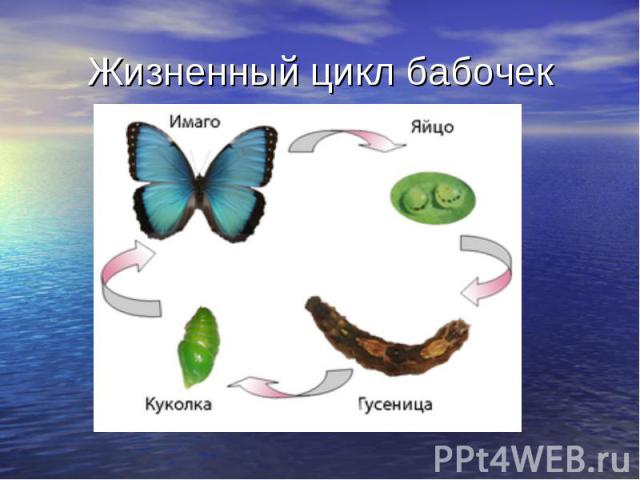 Жизненный цикл бабочек