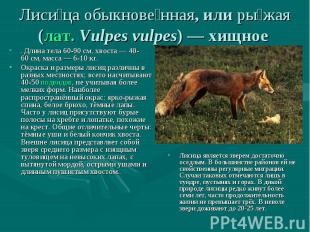 Лисица обыкновенная, или рыжая (лат. Vulpes vulpes) — хищное . Длина тела 60-90 