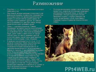 Размножение Подобно волку, лисица размножаются только один раз в год.Ещё зимой л