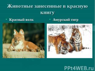 Животные занесенные в красную книгу Красный волкАмурский тигр