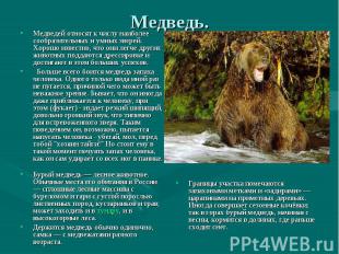 Медведь. Медведей относят к числу наиболее сообразительных и умных зверей. Хорош