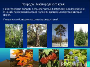 Природа Нижегородского края.Нижегородская область большей частью расположена в л