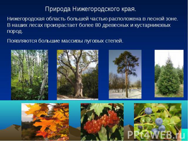 Природа Нижегородского края.Нижегородская область большей частью расположена в лесной зоне. В наших лесах произрастает более 80 древесных и кустарниковых пород. Появляются большие массивы луговых степей.