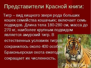 Представители Красной книги: Тигр – вид хищного зверя рода больших кошек семейст