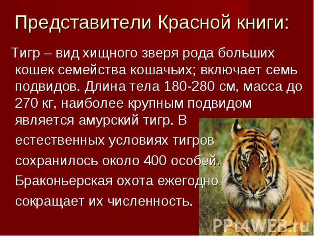 Представители Красной книги: Тигр – вид хищного зверя рода больших кошек семейства кошачьих; включает семь подвидов. Длина тела 180-280 см, масса до 270 кг, наиболее крупным подвидом является амурский тигр. В естественных условиях тигров сохранилось…