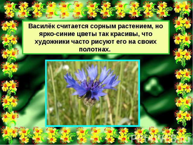 Василёк считается сорным растением, но ярко-синие цветы так красивы, что художники часто рисуют его на своих полотнах.