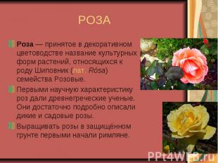 РОЗА Роза — принятое в декоративном цветоводстве название культурных форм растен