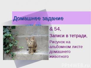 Домашнее задание & 54, Записи в тетради,Рисунок на альбомном листе домашнего жив