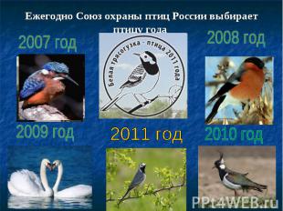 Ежегодно Союз охраны птиц России выбирает птицу года
