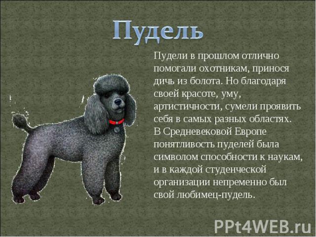 Про пуделя гуф. Пудель описание. История пуделя. Пудель характер породы. Загадка про пуделя.