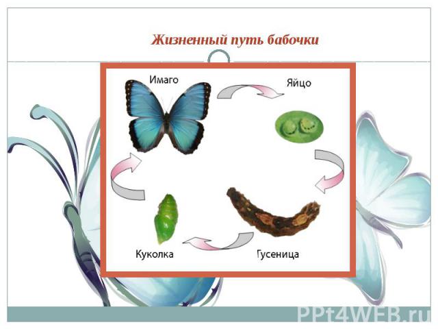 Жизненный путь бабочки