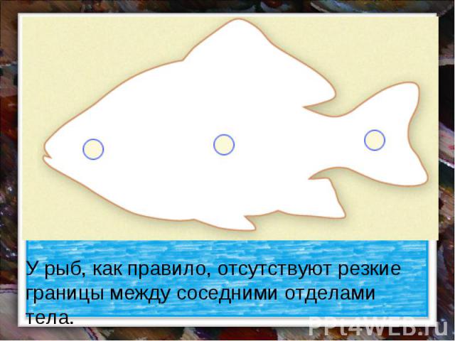У рыб, как правило, отсутствуют резкие границы между соседними отделами тела.