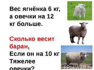 Вес ягнёнка 6 кг,а овечки на 12 кг больше.Сколько весит баран,Если он на 10 кгТя
