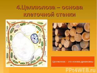 4.Целлюлоза – основа клеточной стенкиЦеллюлоза – это основа древесины