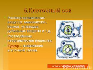 5.Клеточный сокРаствор органических веществ: аминокислот, белков, углеводов, дуб