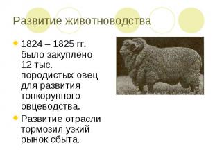 Развитие животноводства1824 – 1825 гг. было закуплено 12 тыс. породистых овец дл
