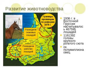 Развитие животноводства1936 г. в Восточной Пруссии насчитывалось 467595 лошадей1