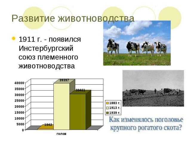 Развитие животноводства1911 г. - появился Инстербургский союз племенного животноводстваКак изменялось поголовье крупного рогатого скота?