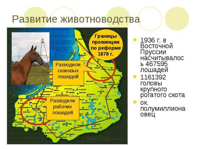 Развитие животноводства1936 г. в Восточной Пруссии насчитывалось 467595 лошадей1161392 головы крупного рогатого скотаок. полумиллиона овец