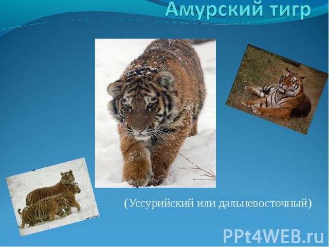 Амурский тигр (Уссурийский или дальневосточный)