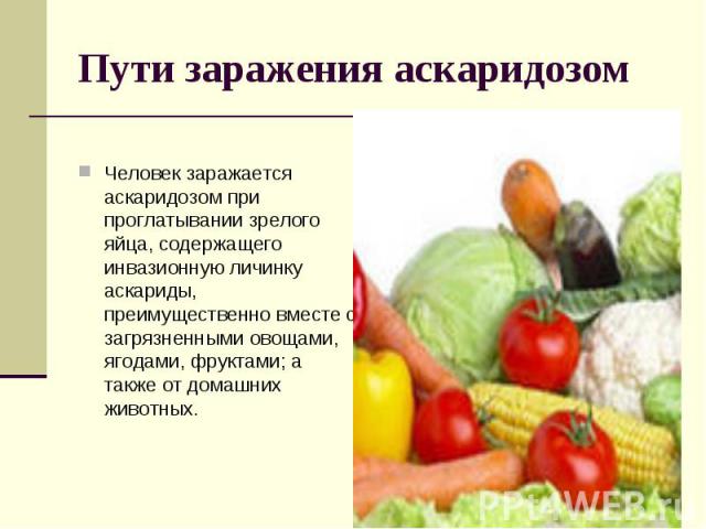 Пути заражения аскаридозомЧеловек заражается аскаридозом при проглатывании зрелого яйца, содержащего инвазионную личинку аскариды, преимущественно вместе с загрязненными овощами, ягодами, фруктами; а также от домашних животных.