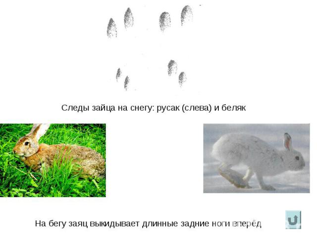 Следы зайца на снегу: русак (слева) и белякНа бегу заяц выкидывает длинные задние ноги вперёд
