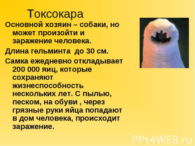 ТоксокараОсновной хозяин – собаки, но может произойти и заражение человека.Длина гельминта до 30 см.Самка ежедневно откладывает 200 000 яиц, которые сохраняют жизнеспособность нескольких лет. С пылью, песком, на обуви , через грязные руки яйца попад…