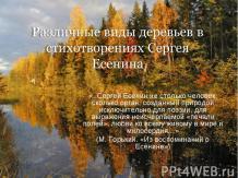 Различные виды деревьев в стихотворениях Сергея Есенина