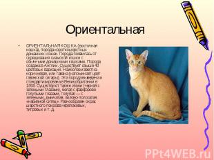 ОриентальнаяОРИЕНТАЛЬНАЯ КОШКА (восточная кошка), порода короткошерстных домашни