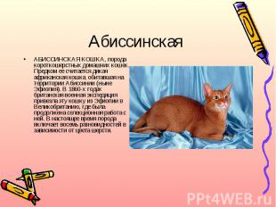 АбиссинскаяАБИССИНСКАЯ КОШКА, порода короткошерстных домашних кошек. Предком ее