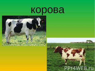 корова