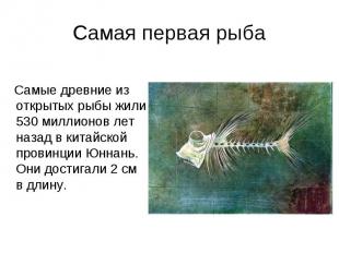 Самая первая рыба Самые древние из открытых рыбы жили 530 миллионов лет назад в