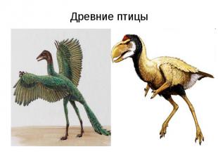 Древние птицы