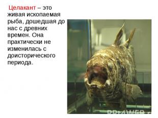 Целакант – это живая ископаемая рыба, дошедшая до нас с древних времен. Она прак