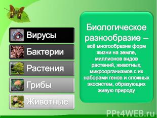 Биологическое разнообразие – всё многообразие форм жизни на земле, миллионов вид