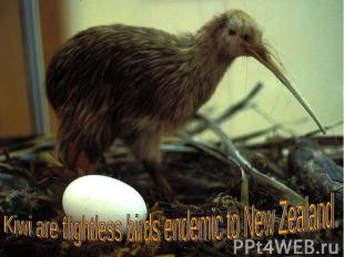 Kiwi are flightless birds endemic to New Zealand.