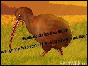 Nationwide studies show that onaverage only five percent of kiwi chicks survive