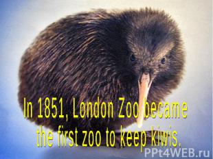 In 1851, London Zoo became the first zoo to keep kiwis.