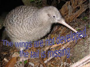 The wings are not developed,the tail is missing