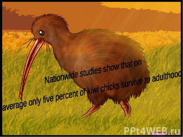 Nationwide studies show that onaverage only five percent of kiwi chicks survive to adulthood.