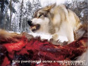 Кого уничтожали волки и чем брезговали?