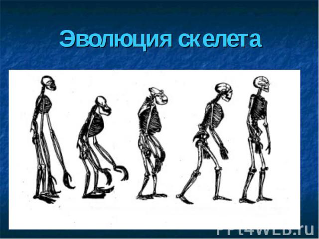 Эволюция скелета