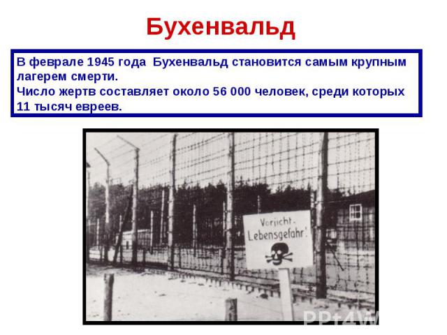 Бухенвальд В феврале 1945 года Бухенвальд становится самым крупным лагерем смерти.Число жертв составляет около 56 000 человек, среди которых 11 тысяч евреев.