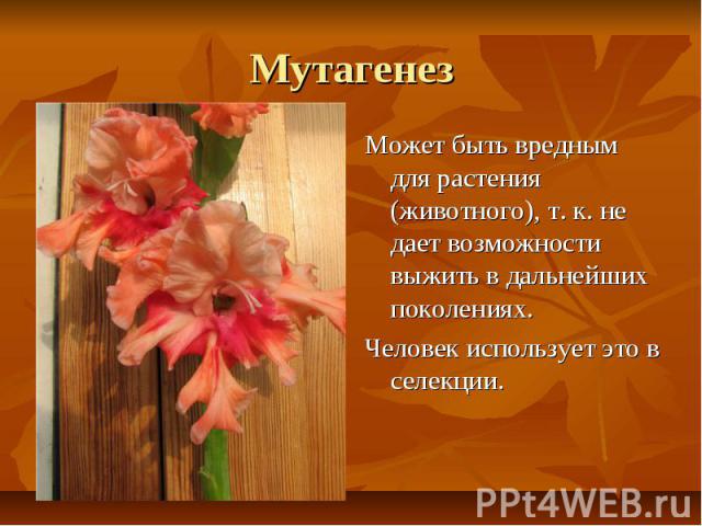 МутагенезМожет быть вредным для растения (животного), т. к. не дает возможности выжить в дальнейших поколениях.Человек использует это в селекции.