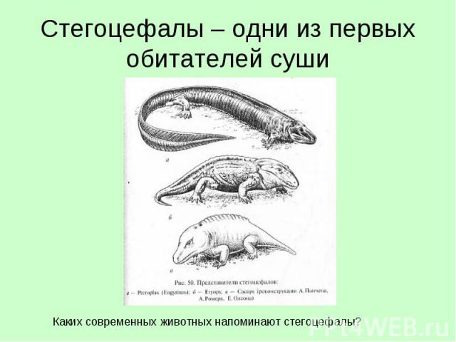 Стегоцефалы – одни из первых обитателей сушиКаких современных животных напоминают стегоцефалы?