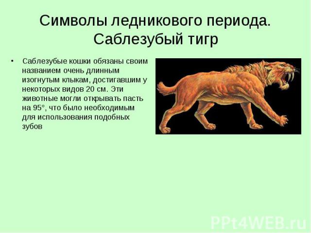Символы ледникового периода. Саблезубый тигрСаблезубые кошки обязаны своим названием очень длинным изогнутым клыкам, достигавшим у некоторых видов 20 см. Эти животные могли открывать пасть на 95°, что было необходимым для использования подобных зубов 