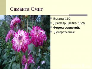 Саманта Смит Высота-110Диаметр цветка- 15смФорма соцветий: Декоративные